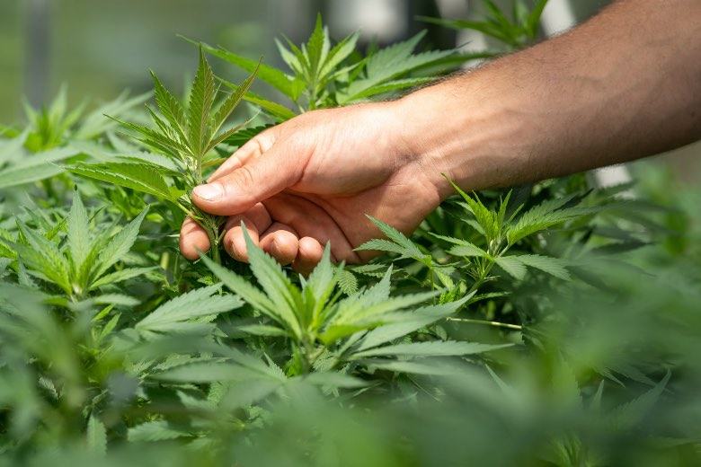 Un producteur de cannabis teste l'hermaphrodisme d'une plante