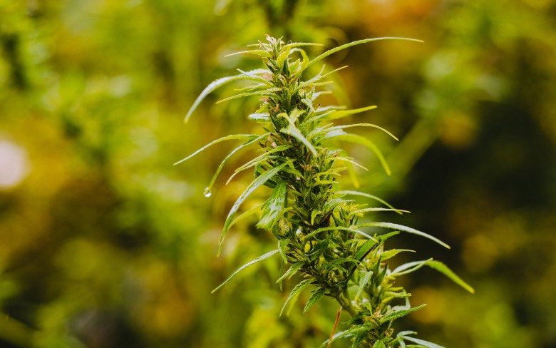 Reconnaître la plante de marijuana hermaphrodite