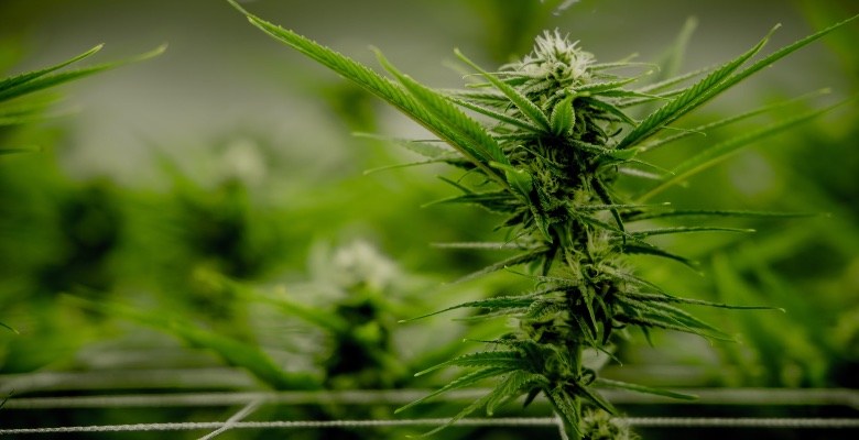 La méthode du scrog avec une plante de cannabis