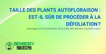 Peut-on tailler les plantes autoflorissantes en toute sécurité ?