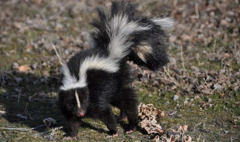 Le sens du mot Skunk est Skunk