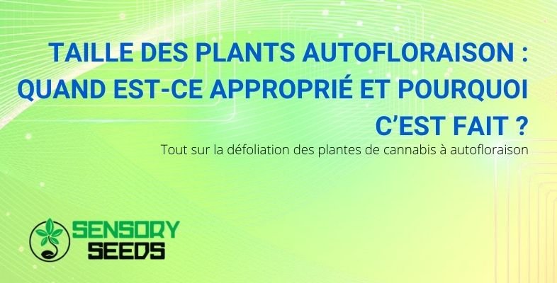 Quand défolier les autofloraisons et pourquoi le faire