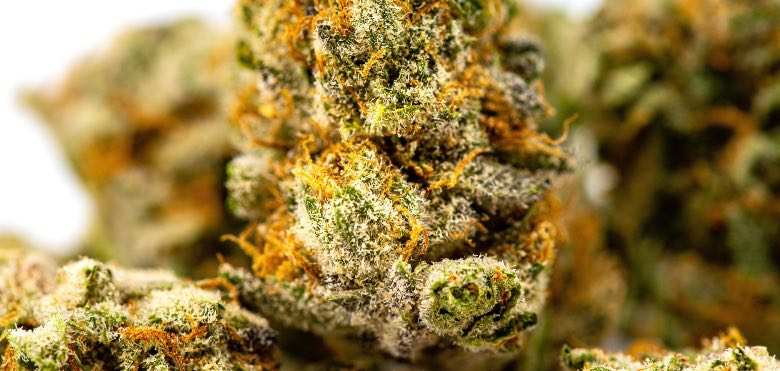Une fleur de cannabis avec des trichomes matures