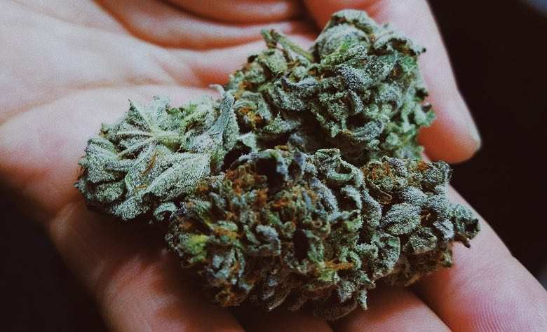 Une fleur de cannabis couverte de trichomes