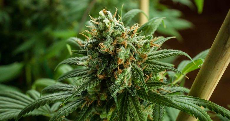 Fleurs de cannabis fertilisées à autofloraison