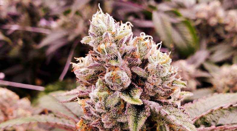 Fleurs de cannabis matures prêtes à être récoltées