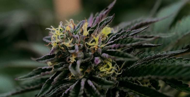 Floraison du cannabis en extérieur