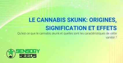 La signification, les origines et les effets du cannabis Skunk