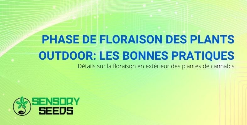 Détails et bonnes pratiques dans la phase de floraison extérieure