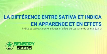 Toutes les différences d'apparence et d'effets du cannabis sativa et indica