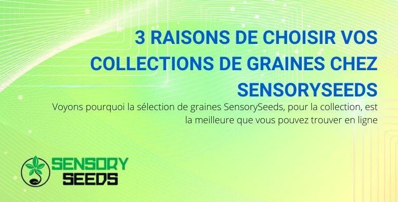 3 raisons de récolter des graines de cannabis Sensoryseed