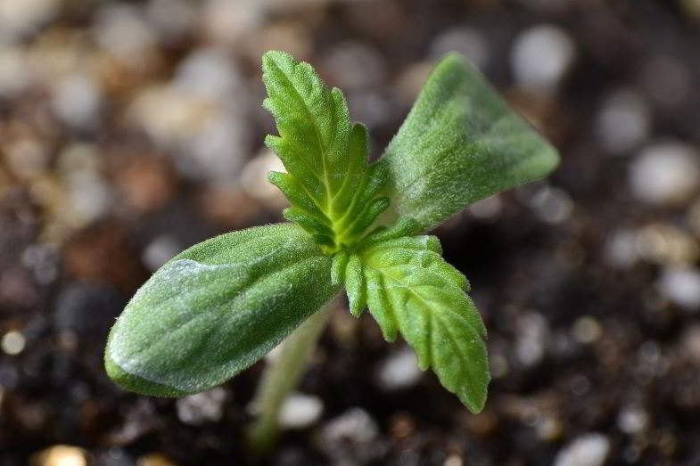 Plante avec un retard de croissance après le semis.
