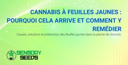 Causes et solutions du jaunissement des feuilles de cannabis