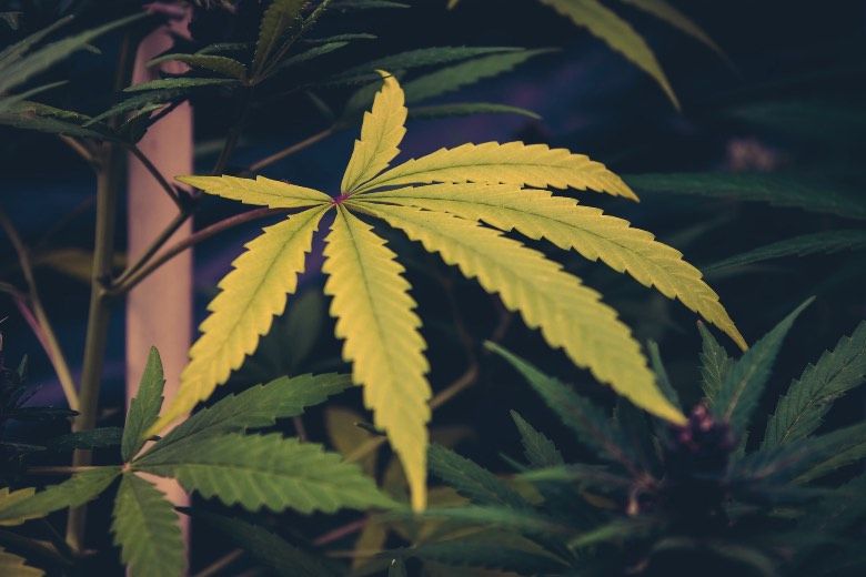 Causes des feuilles jaunes de la plante de cannabis