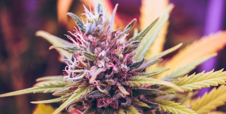 Comment faire pousser des graines de marijuana