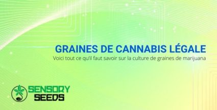 Tout sur la culture légale des graines de marijuana