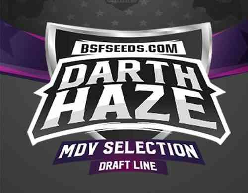Label de graines de cannabis fèminisée Darth Haze