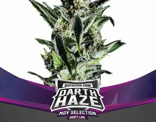Plante de graines de cannabis féminisé du Darth Haze