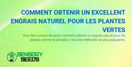 Comment fabriquer un engrais naturel pour les plantes vertes