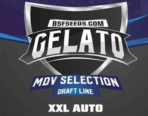Etiquette du Gelato XXL du graine autofloraison