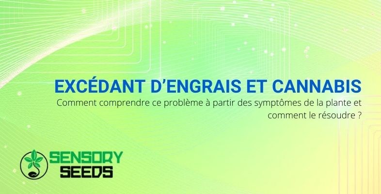 Comment comprendre et remédier à un excès d'engrais dans le cannabis ?