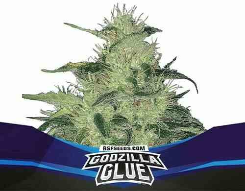 SensorySeeds Plante Godzilla Glue Autofloraison
