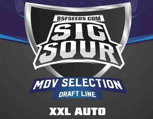 Label du Sig Sour XXL du graine autofloraison