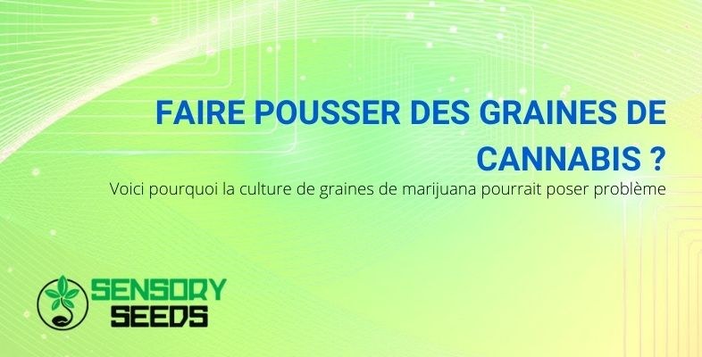 C'est pourquoi démarrer une culture de cannabis peut être problématique