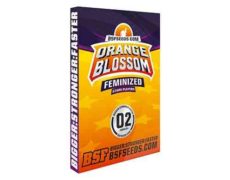 Graines de canabis du weed seed shop Orange Blossom