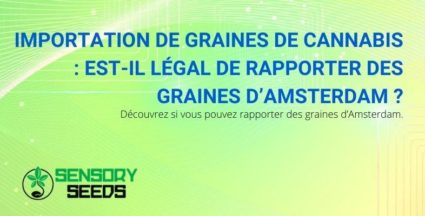 Peut-on importer des graines de cannabis d'Amsterdam ?