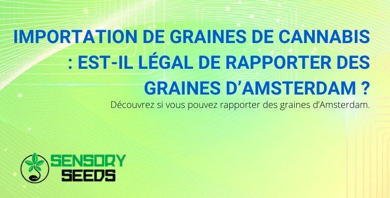 Peut-on importer des graines de cannabis d'Amsterdam ?