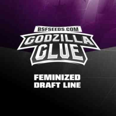 Label du graines de cannabis féminisée Godzilla Glue