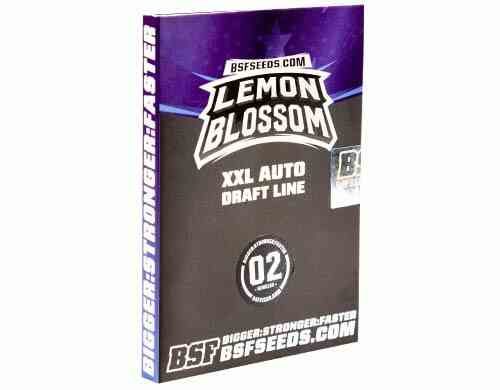 SensorySeeds Emballage Graines Lemon Blossom Autofloraison
