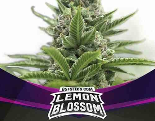 SensorySeeds Plante Lemon Blossom Féminisées
