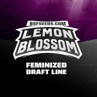 Label du graines de cannabis féminisée Lemon Blossom