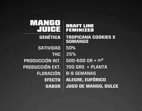 Description de graines de cannabis fèminisée Mango Juice