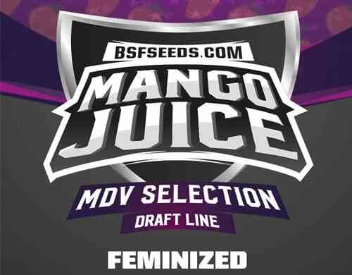 Label de graines de cannabis fèminisée Mango Juice