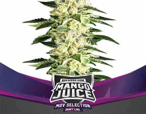 Plante de graines de cannabis féminisé du Mango Juice