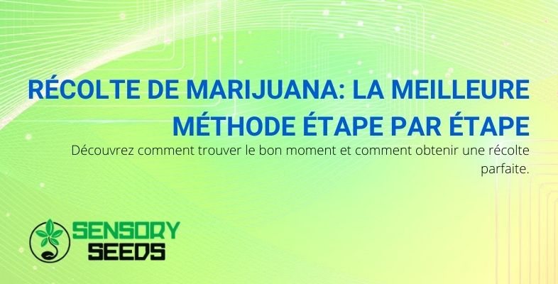 La meilleure méthode, étape par étape, pour récolter la marijuana