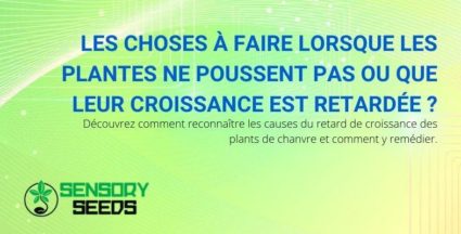 Que faire lorsque la croissance des plantes de cannabis ralentit ?