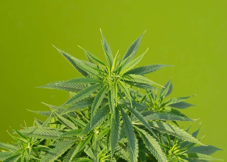 Plante de cannabis à autofloraison