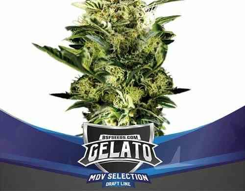 Plante du Gelato XXL du graine autofloraison