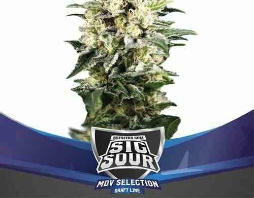Plante du Sig Sour XXL du graine autofloraison