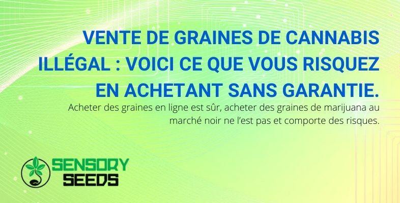 L'achat de graines de cannabis en ligne est sûr, tandis qu'avec les graines illicites, il n'y a aucune garantie.