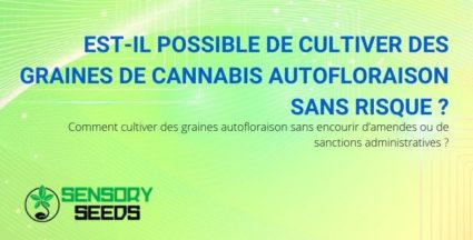 Est-il possible de cultiver des graines autofloraison sans risque ?