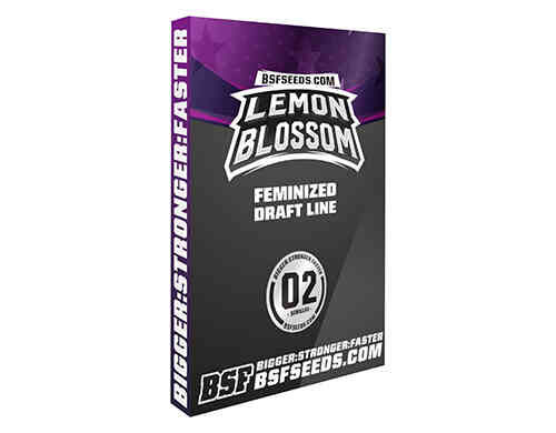 lemon blossom graines de cannabis weed seed shop rance