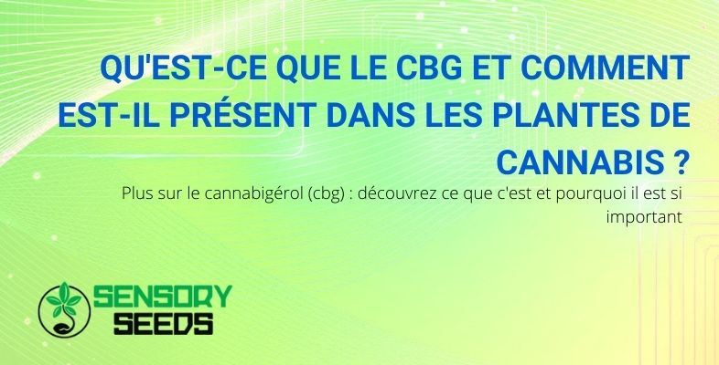 Découvrez ce qu'est le CBG et quel rôle il joue dans la plante de cannabis