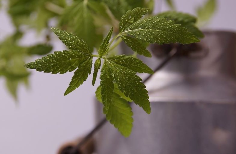 Monster Cropping : boutures de plantes de chanvre.