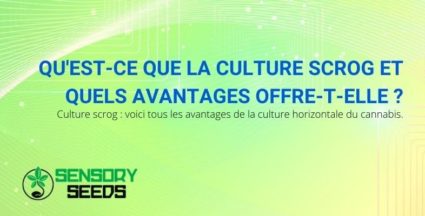 Les avantages de la culture horizontale du cannabis : scrOG