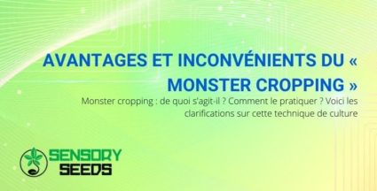 Les avantages et inconvénients et précisions sur le Monster Cropping